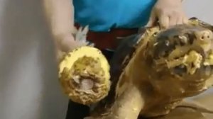 Грифовая черепаха vs. ананас