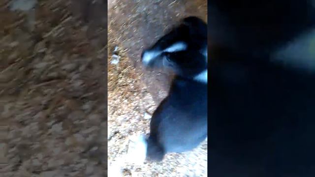 Охота с лайкой в Удмуртии. смотреть онлайн