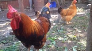 Разведение кур породы Фокси Чик как бизнес идея | Куры Фокси Чик