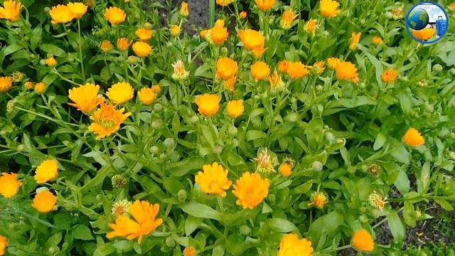 Многолетние самые неприхотливые засухоустойчивые красивые цветы в саду все лето цветут на дача смотреть онлайн