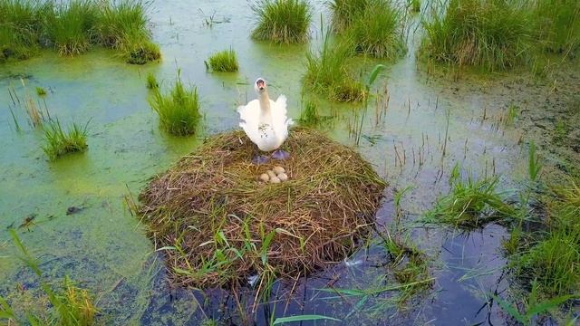 Живет повсюду красота - Калининградская область смотреть онлайн