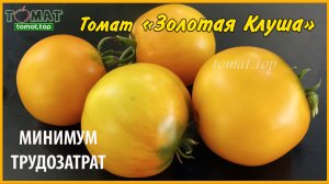 Томат Золотая клуша. Описание, характеристики, отзыв, опыт выращивания. Помидор Золотая клуша