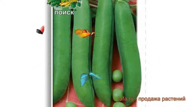 Горох овощной Адагумский (adagumskiy) ? горох Адагумский обзор: как сажать семена гороха Адагумский смотреть онлайн