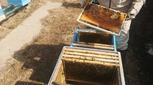 Карпатка 54 линия Московская. ИТОГ Первой зимовки в Подмосковье.