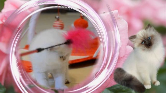 Пушистое настроение. смотреть онлайн