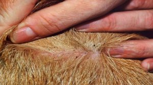 К чему снятся БЛОХИ или видеть БЛОХУ во сне ★ Толкование Снов ★ СОННИК 3.0™