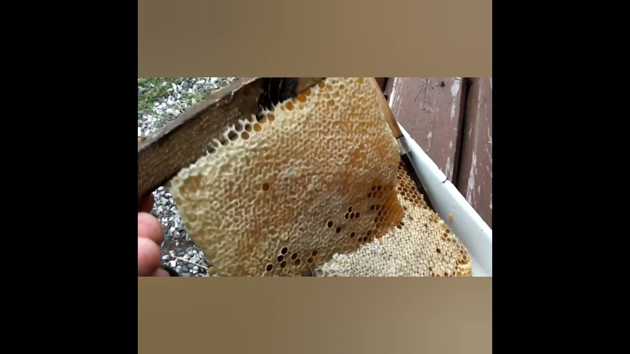 Достал из колоды бортевой мёд #13 #shorts смотреть онлайн