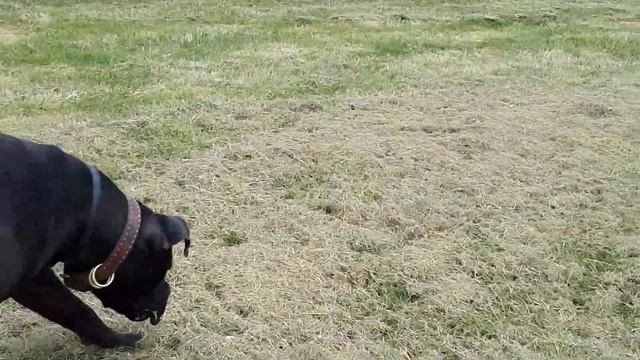 Ajax Black Mastiff learning to play смотреть онлайн