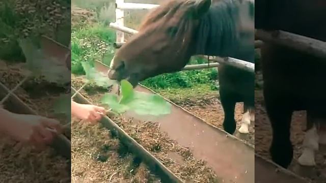 лошади кушают лапухи смотреть онлайн
