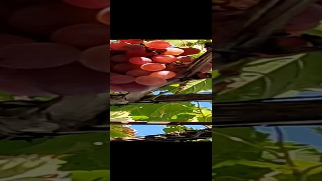 ТАЙФИ РОЗОВЫЙ смотреть онлайн