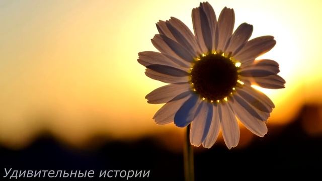 Жених нанял невесту сиделкой для своего деда и скрыл, что он миллионер. А когда она пришла в их дом смотреть онлайн