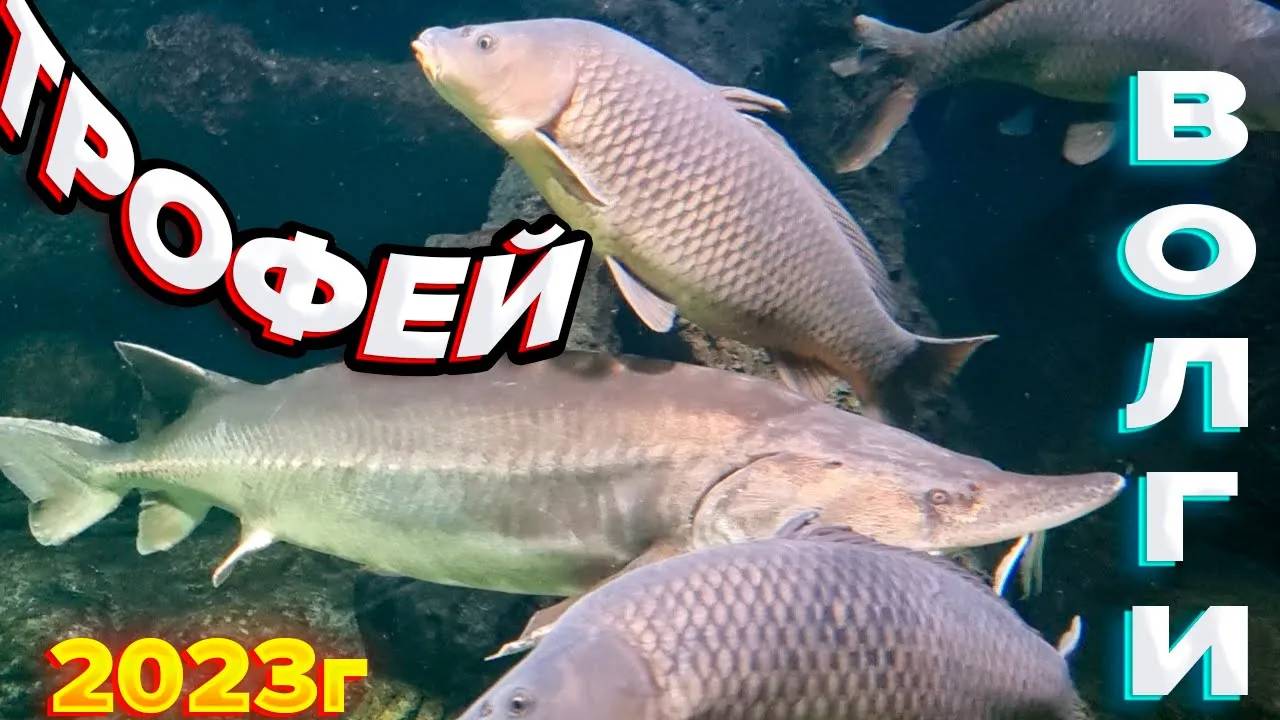 ПОДВОДНАЯ ОХОТА ЛЕТО 2023Г В ПОГОНИ ЗА ТРОФЕЕМ смотреть онлайн