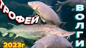 ПОДВОДНАЯ ОХОТА ЛЕТО 2023Г В ПОГОНИ ЗА ТРОФЕЕМ