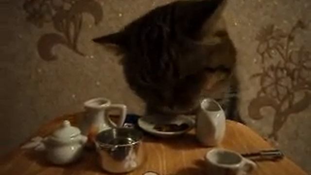 Шони за обедом. смотреть онлайн