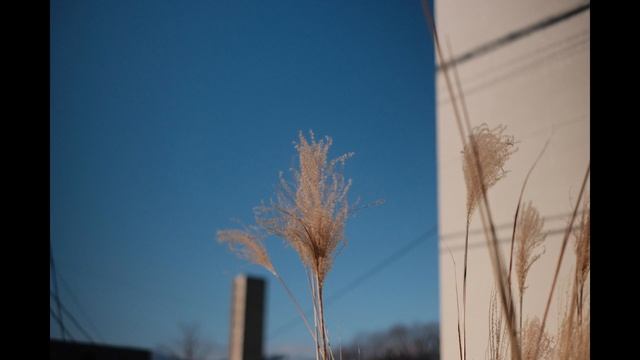 Cinematic Street Video | FUJIFILM X-PRO2 XF35mm F1.4R | HANDHELD смотреть онлайн