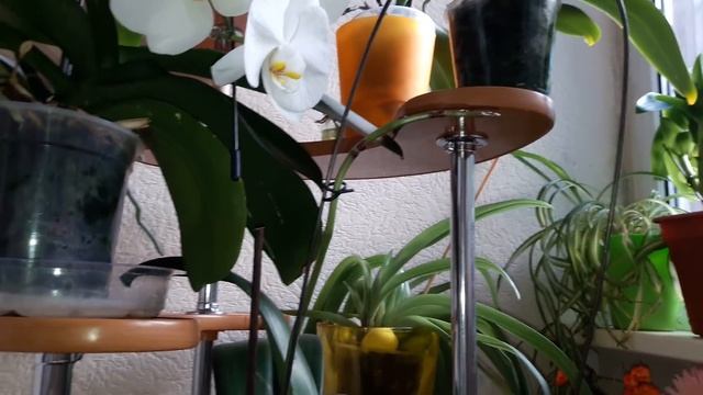 Хорошо цветут, я перестала их... КЛЕОПАТРА, МЕДЖИК АРТ, ДИКИЙ ПЕРСИК, СОГО ЮКИДАН, ЛИОДОРО смотреть онлайн