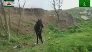 Черкесские лошади (Кабардинская порода) в Ингушетии