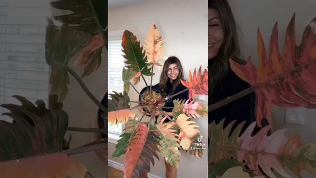 The Fantastic Philodendron Caramel Marble Фантастический Филодендрон Карамель Марбл МраморныйКараел смотреть онлайн