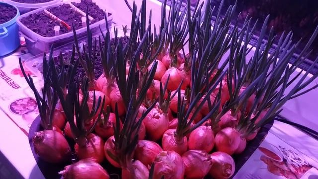 новый имидж, домашние разности смотреть онлайн