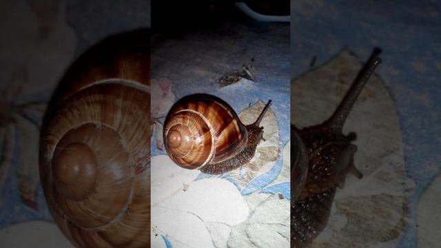 Виноградная улитка смотреть онлайн