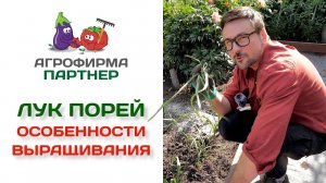 Особенности выращивания лука-порея