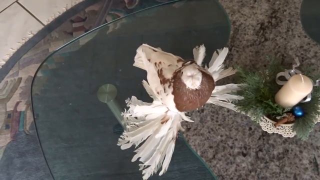 КРАСНО ГРУДЫЕ ДВУХЧУБЫЕ ГОЛУБИ / PIGEONS / TAUBE #Gulsarinfo© смотреть онлайн