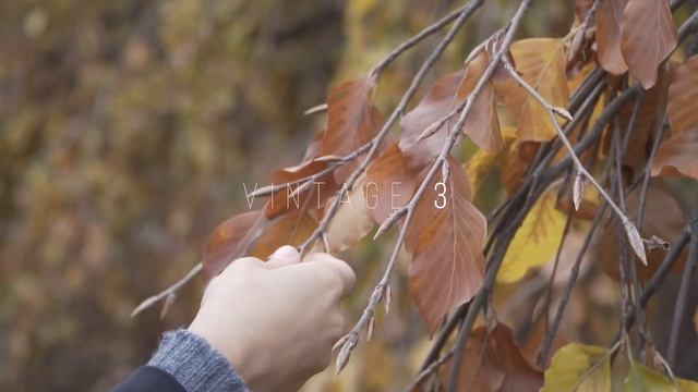5 Free Vintage LUTs | Free Lut Pack смотреть онлайн