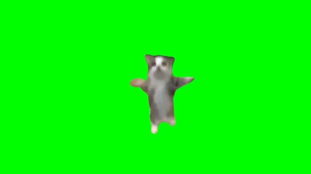 Green Screen Happy Happy Cat Dance Meme