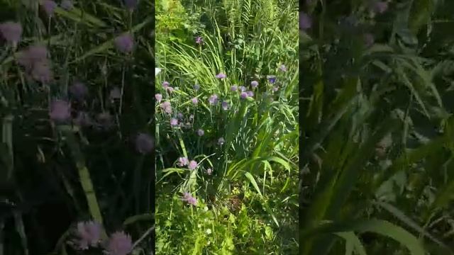 28.06.2020 Лилейники и ирисы смотреть онлайн