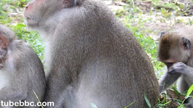 Mother Monkey Cry, Finally She Found Her Baby Monkey смотреть онлайн