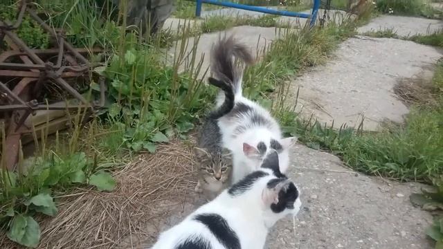 Пристраиваю в добрые руки котят-крысоловов. 8 925 800 82 75 Елена смотреть онлайн