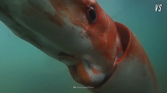 Squid VS Octopus смотреть онлайн