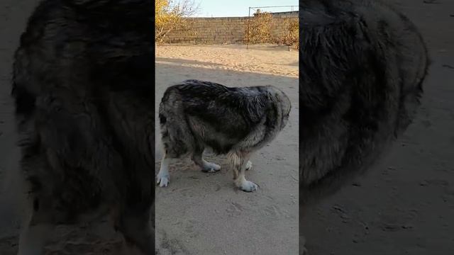 Caucasian shepherd dog, кавказская овчарка АА смотреть онлайн