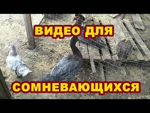 МНЕ НЕ ПОВЕРИЛИ!!! подборка видео, как малыши росли смотреть онлайн
