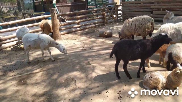 Одесский зоопарк работает!🐫🐘🦓 Появилось много детёнышей! 🐣 смотреть онлайн