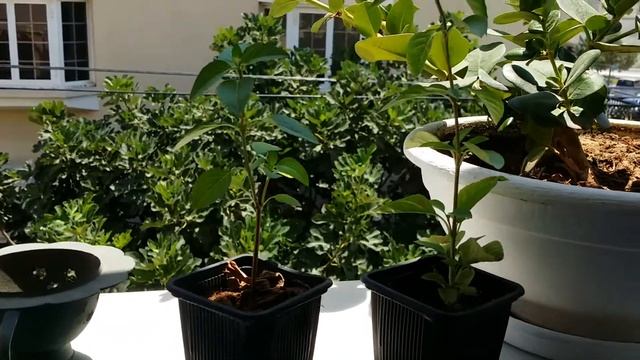 Картофель в духовке ?шпинат с яйцами,  ну  очень вкусно ?