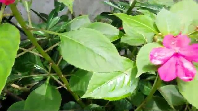 Impatients walleriana - Impatiens sultanii flowering plant - Bunga Pacar Air смотреть онлайн