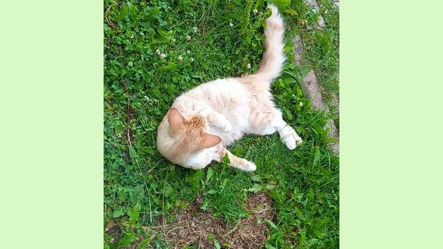 У НАС ПРОПАЛ ЗАМЕЧАТЕЛЬНЫЙ СОСЕД! (КОТ породы МЭЙН-КУН) смотреть онлайн