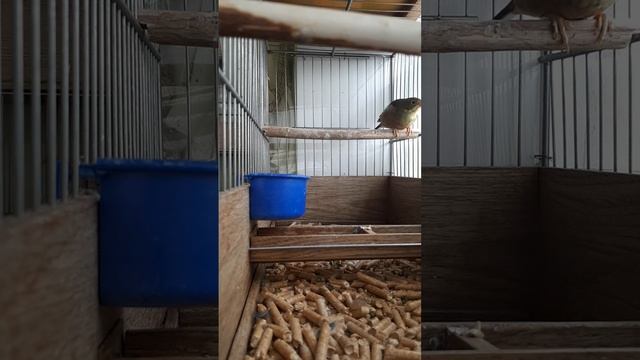 Садовая овсянка в музыкальном сопровождении канареек овсяночного напева. смотреть онлайн