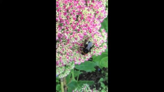 Cuckoo bumblebee (B. vestalis) on sedum spectabile autumn joy смотреть онлайн