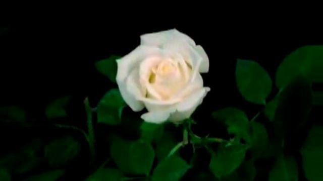 День Рождения -цветы mpg смотреть онлайн