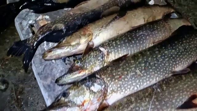 Рыбалка в Карелии. Озеро Куйто. смотреть онлайн