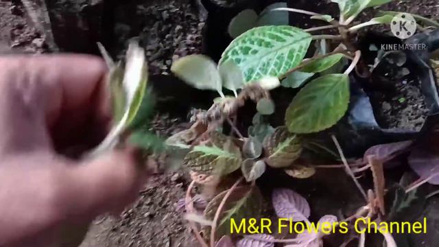 Bunga Gantung Baldu/Episcia смотреть онлайн