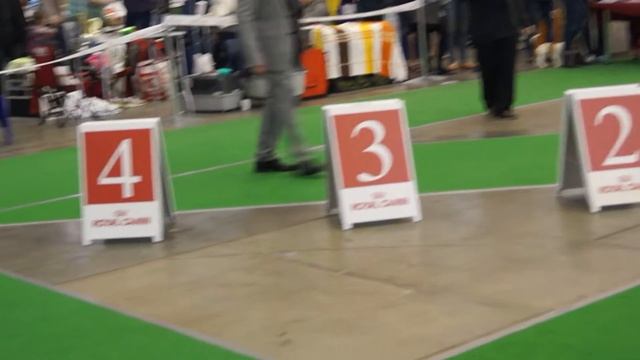 Bella Bliskava Vovkulaka FCI CACIB Золотые ворота апрель 2016 смотреть онлайн