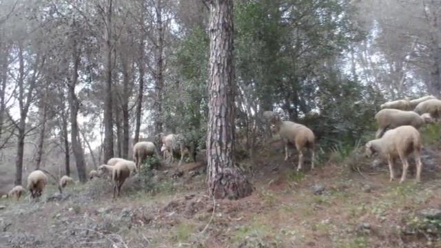 Мой день (ч.4), отара овец в горном лесу, горы Михас, Алаурин-де-ла-Торре, 11 декабря 2015 г смотреть онлайн
