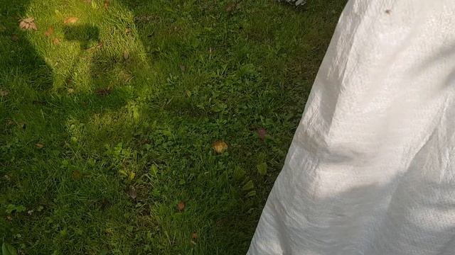 Почему петух больше не кукареку смотреть онлайн