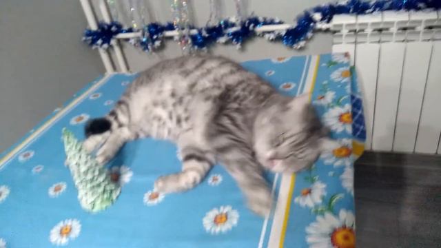 Новый год на море! Часть 1! Kate Lovely смотреть онлайн