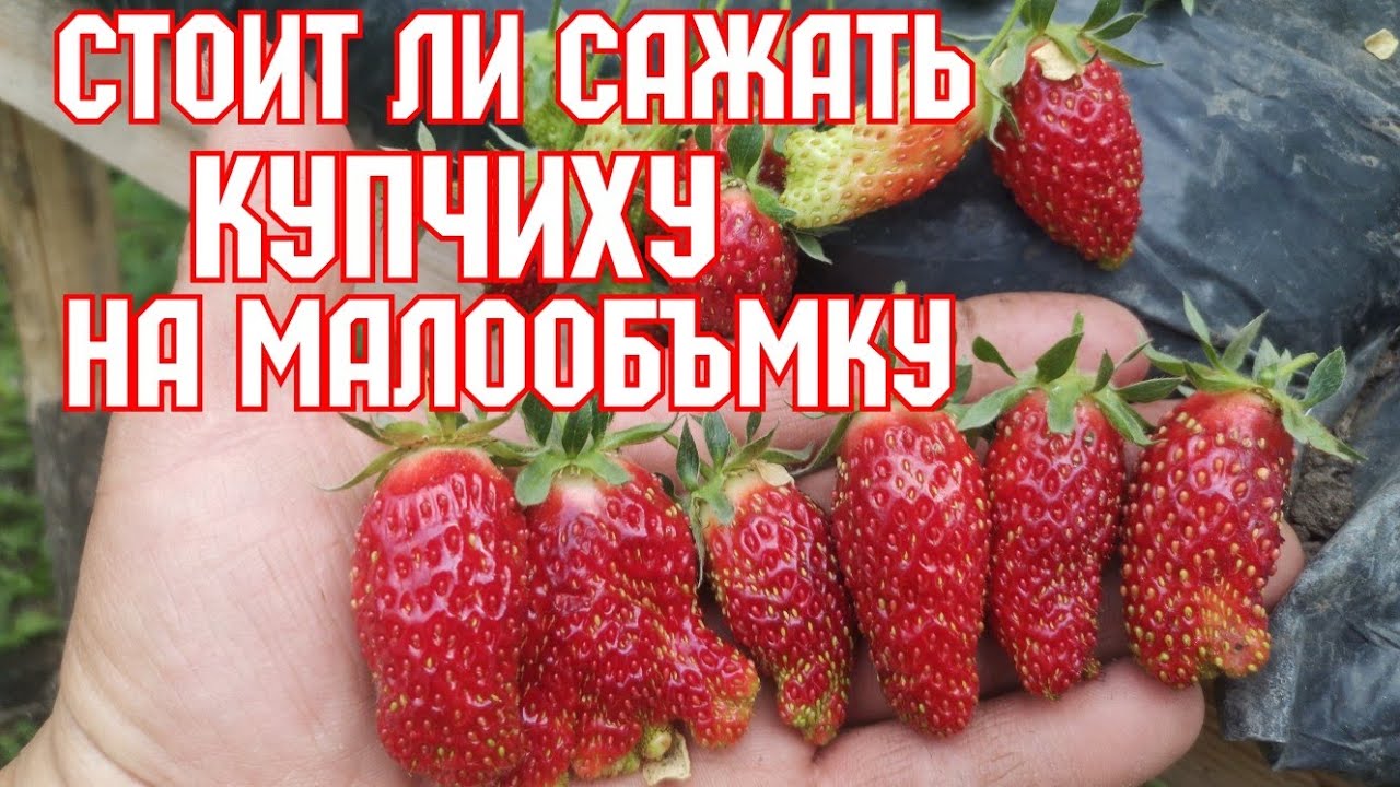 Малообъмка! Зенклуника Купчиха!!! смотреть онлайн