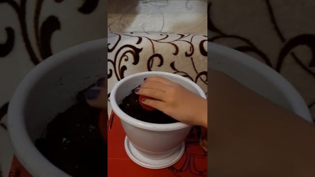 ДЕТИ САЖАЮТ КОМНАТНЫЕ ЦВЕТЫ ДОМА. РОЗЫ. ОЗЕЛЕНЕНИЕ ДОМА. ДОБРЫЕ ДЕЛА ДЕТЕЙ. ЛЮБОВЬ К ПРИРОДЕ. ???? смотреть онлайн