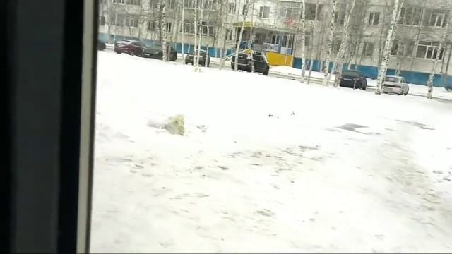 мАз 103.075 // В 679 НУ 186 // 17 маршрут // пос.У северной рощи - МЖК смотреть онлайн